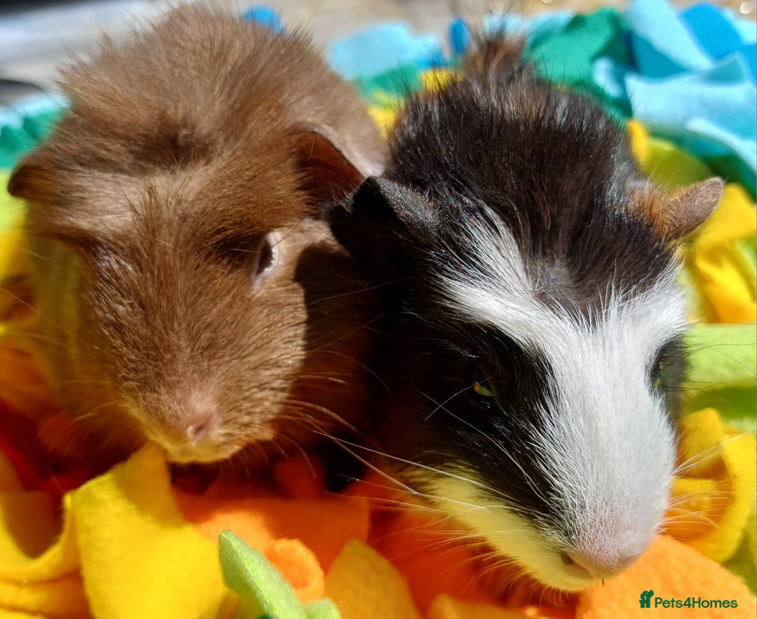 Guinea Pig rodents for sale: Beautiful Boar Pair (price for the pair) - Image 1