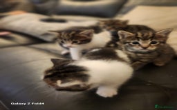 Mixed Breed cats for sale: 4 gorgeous kittens - Image 6