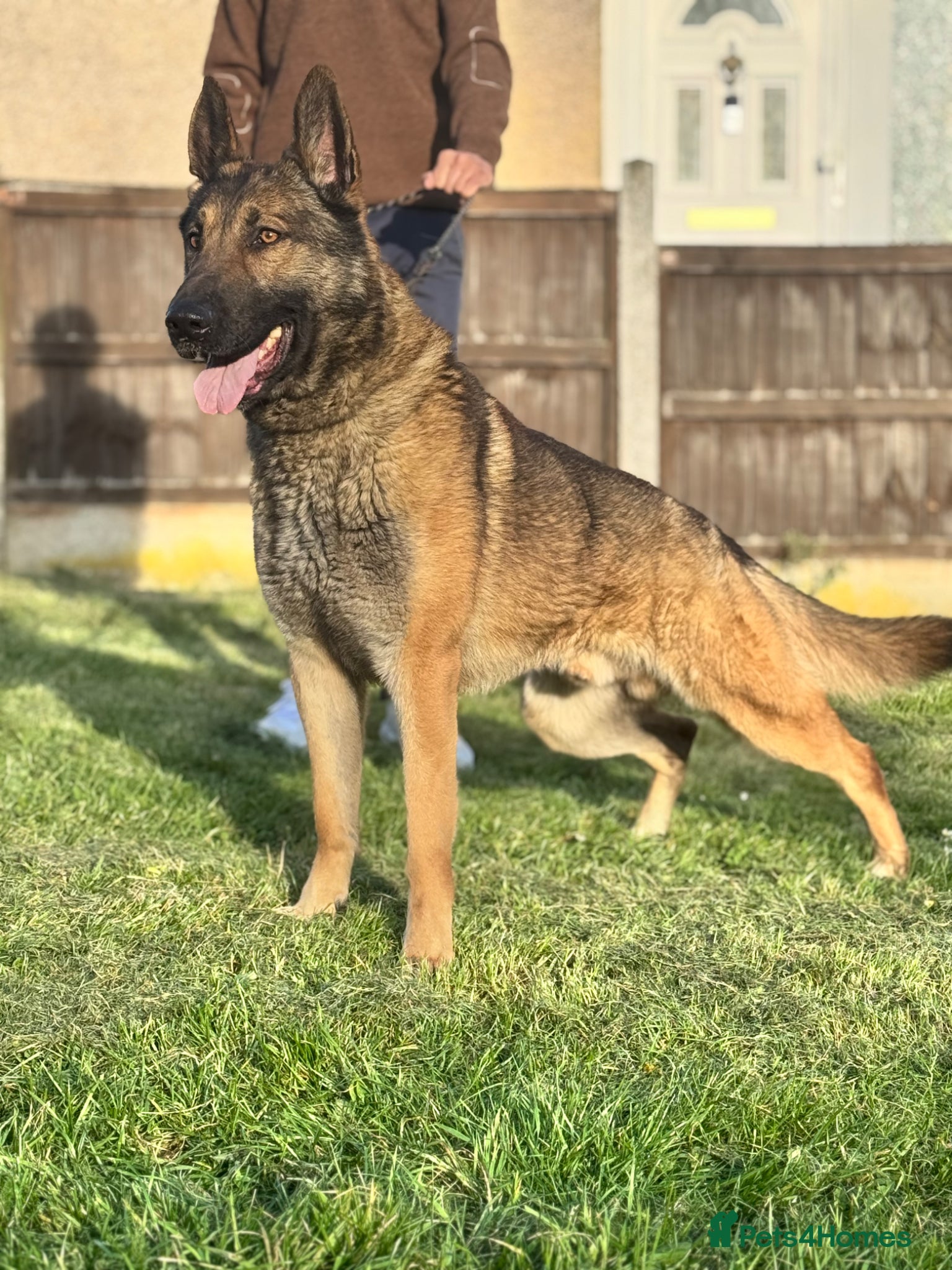 German Shepherd dogs WORKING LINE STABLE GERMAN SHEPHERD FOR STUD  - Advert 1