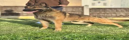 German Shepherd dogs for stud: WORKING LINE STABLE GERMAN SHEPHERD FOR STUD  - Advert 1