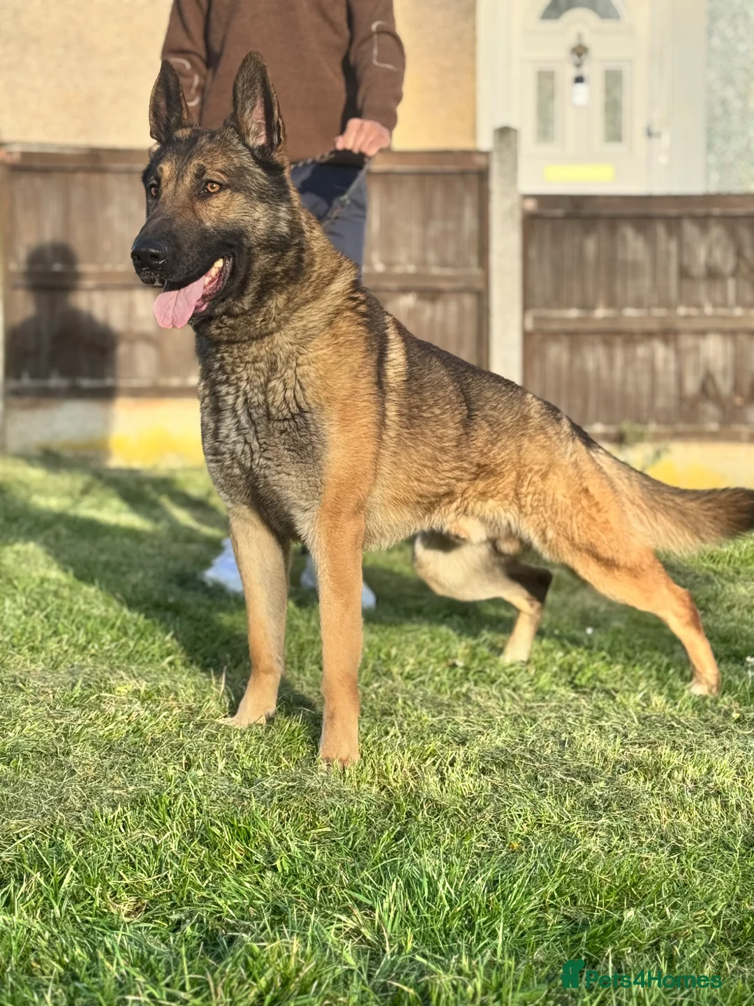 German Shepherd dogs for stud: WORKING LINE STABLE GERMAN SHEPHERD FOR STUD  - Advert 1