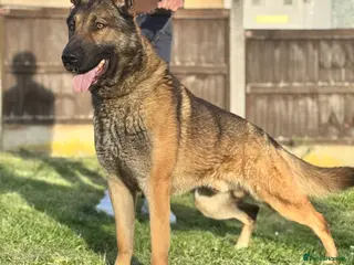 German Shepherd dogs WORKING LINE STABLE GERMAN SHEPHERD FOR STUD - Advert 1