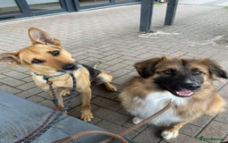 Mixed Breed dogs for adoption: Stunning Alfonz ready for love - Image 11