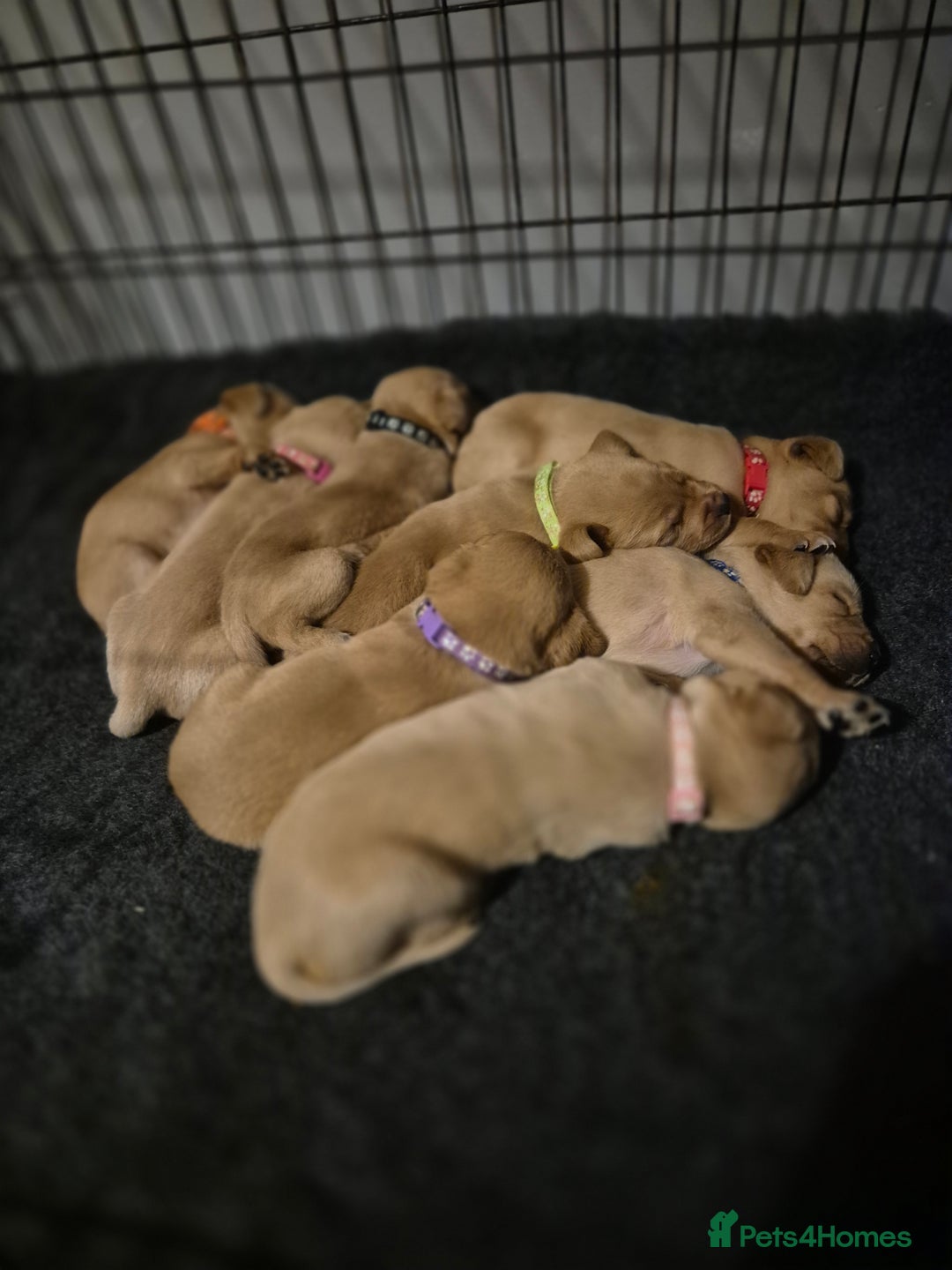 Labrador Retriever dogs for stud: Churchill for stud - Advert 3