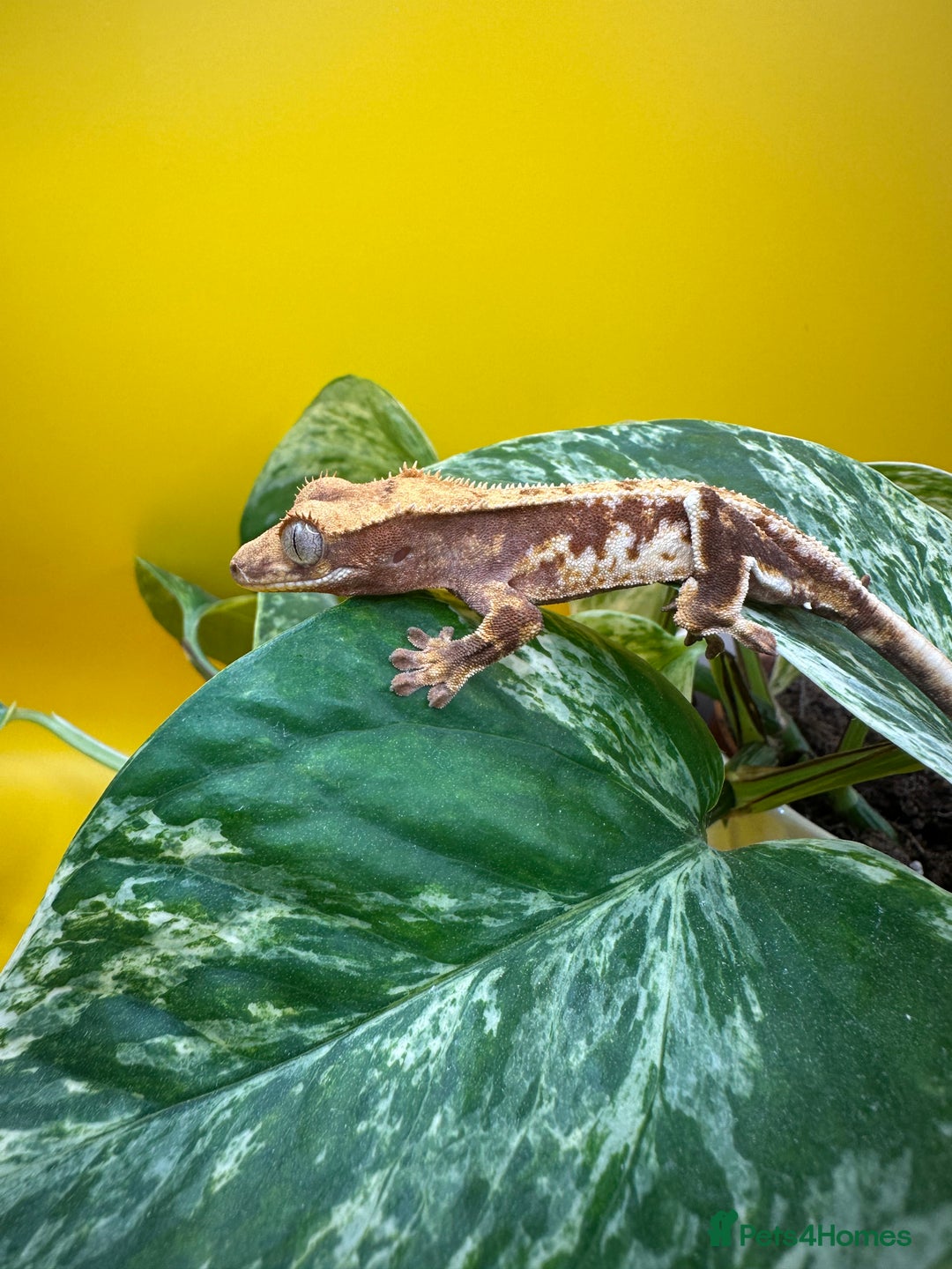 Gecko reptiles for sale: Crested Gecko babies/juveniles - Red Lily whites  in Leicester - Advert 6