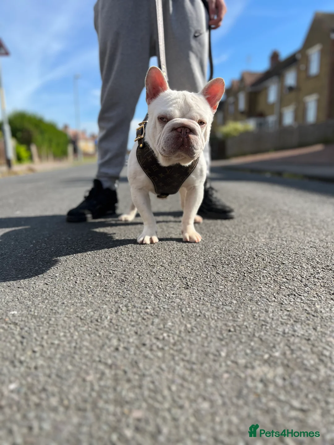 French Bulldog dogs for stud: NEW SHADE CARRYING PINK AND FLUFFY For Stud  in Margate - Advert 4