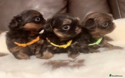 Shih Tzu dogs for sale: Beautiful litter of imperial Shihtzu for sale  - Advert 1