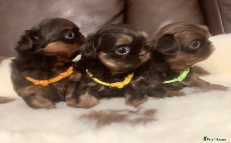 Shih Tzu dogs Beautiful litter of imperial Shihtzu for sale  - Advert 1