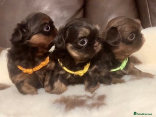 Shih Tzu dogs Beautiful litter of imperial Shihtzu for sale - Advert 1