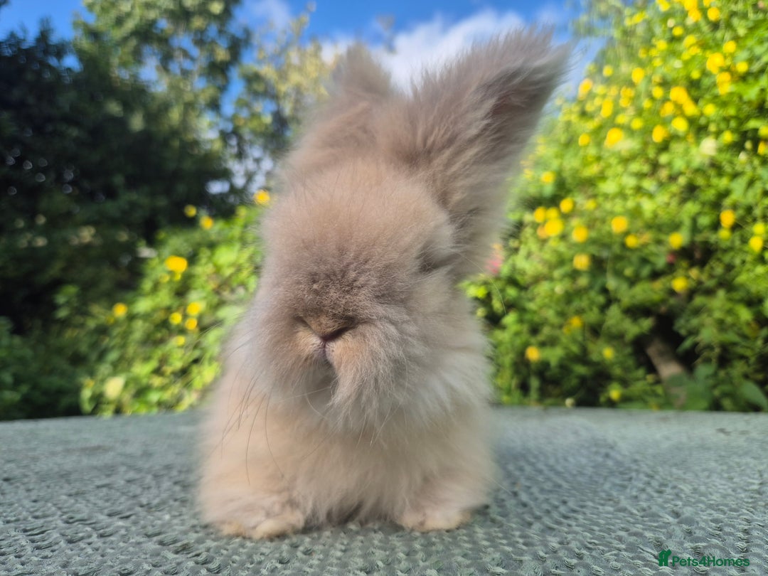 Angora rabbits for sale: 😍Large Angora babies- parents imported from 🇫🇷  - Image 29