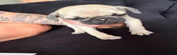 Pug dogs for sale: Pug Puppies - Advert 23