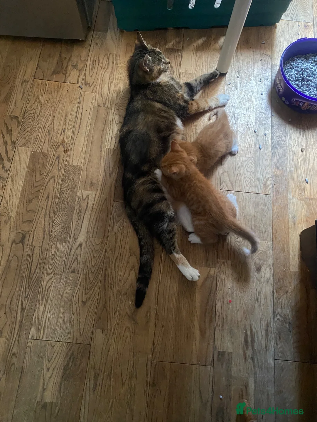 Domestic Shorthair cats for sale: Two Male Ginger Kittens  - Advert 1