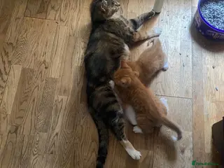 Domestic Shorthair cats Two Male Ginger Kittens - Advert 1
