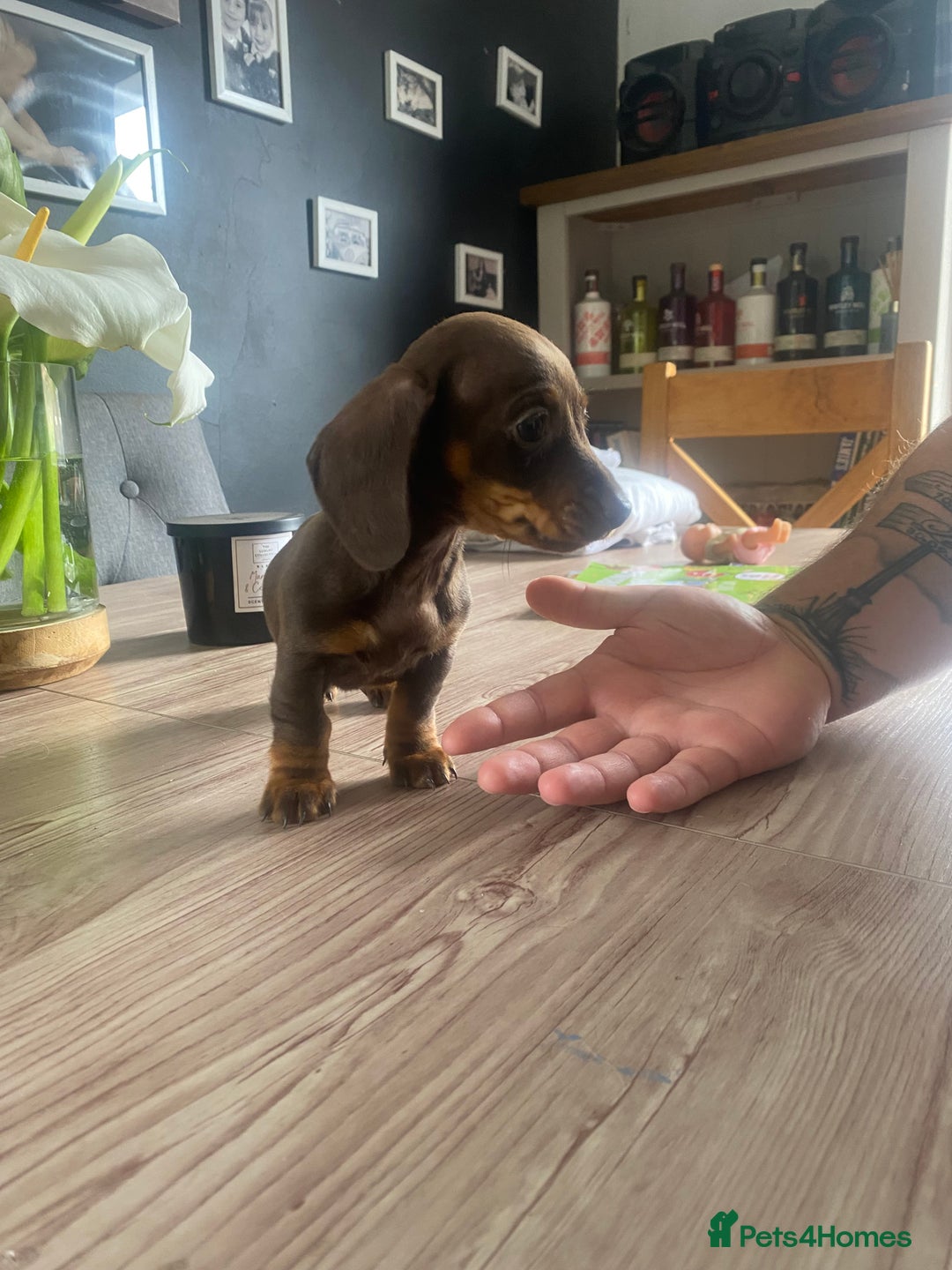 Miniature Dachshund dogs for sale: KC registered**Chocolate and tan**mini dachshunds  - Advert 16