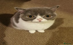 British Shorthair cats for sale: Bi-Colour British Shorthair Male. in Canterbury - Image 6