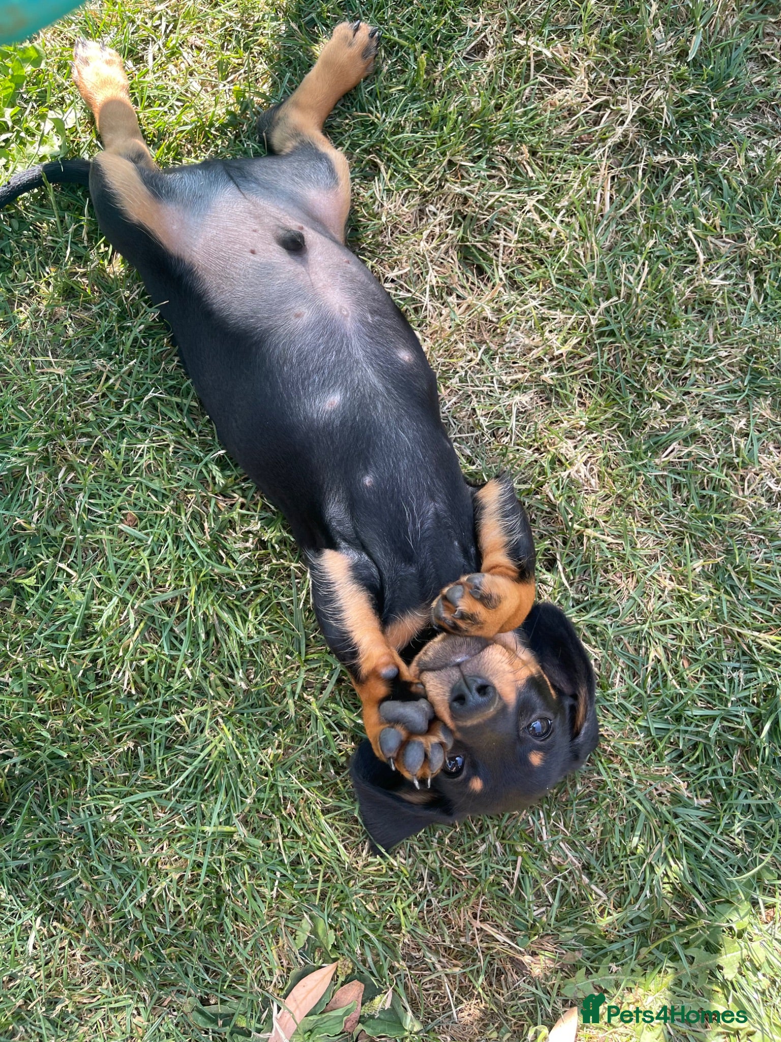 Miniature Dachshund dogs READY NOW - Super Sweet Miniature Dachshunds - Advert 2