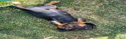 Miniature Dachshund dogs for sale: READY NOW - Last puppy dog - Miniature Dachshunds - Advert 3