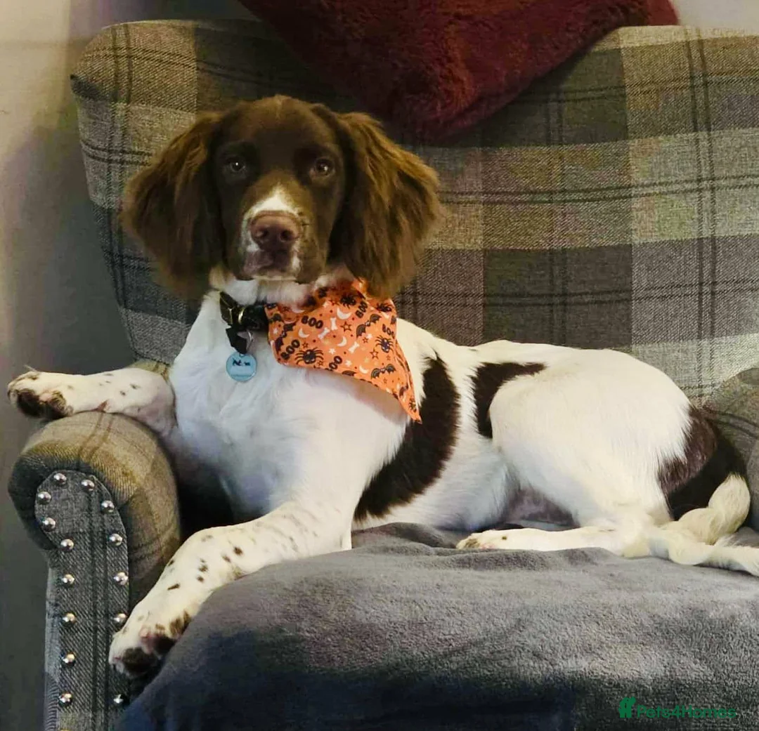 English Springer Spaniel dogs for stud: **DOMINO** FOR STUD DUTIES - Advert 1