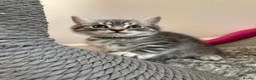 British Shorthair cats for sale: Pure breed Scottish Fold &Straight grey tabby  in Chatham - Advert 9