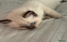 Ragdoll cats for sale: Gorgeous Ragdoll type Kitten - Image 10