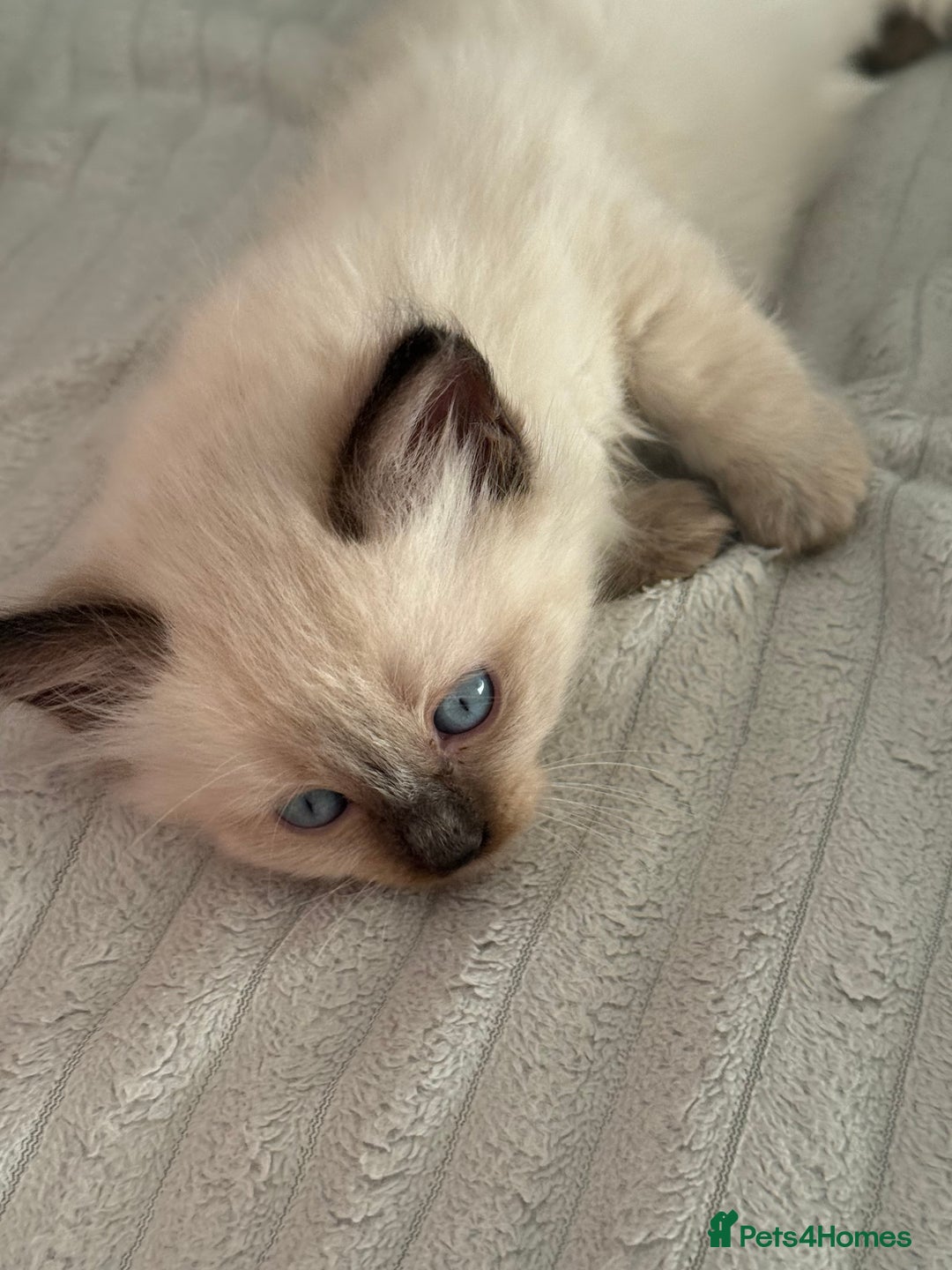 Ragdoll cats for sale: Gorgeous Ragdoll type Kitten - Image 10