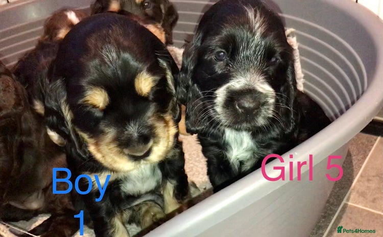 Cocker Spaniel dogs Kc show extensive health tests beautiful colours - Advert 14