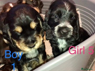 Cocker Spaniel dogs Kc show extensive health tests beautiful colours - Advert 10