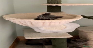 Russian Blue cats - Advert 10