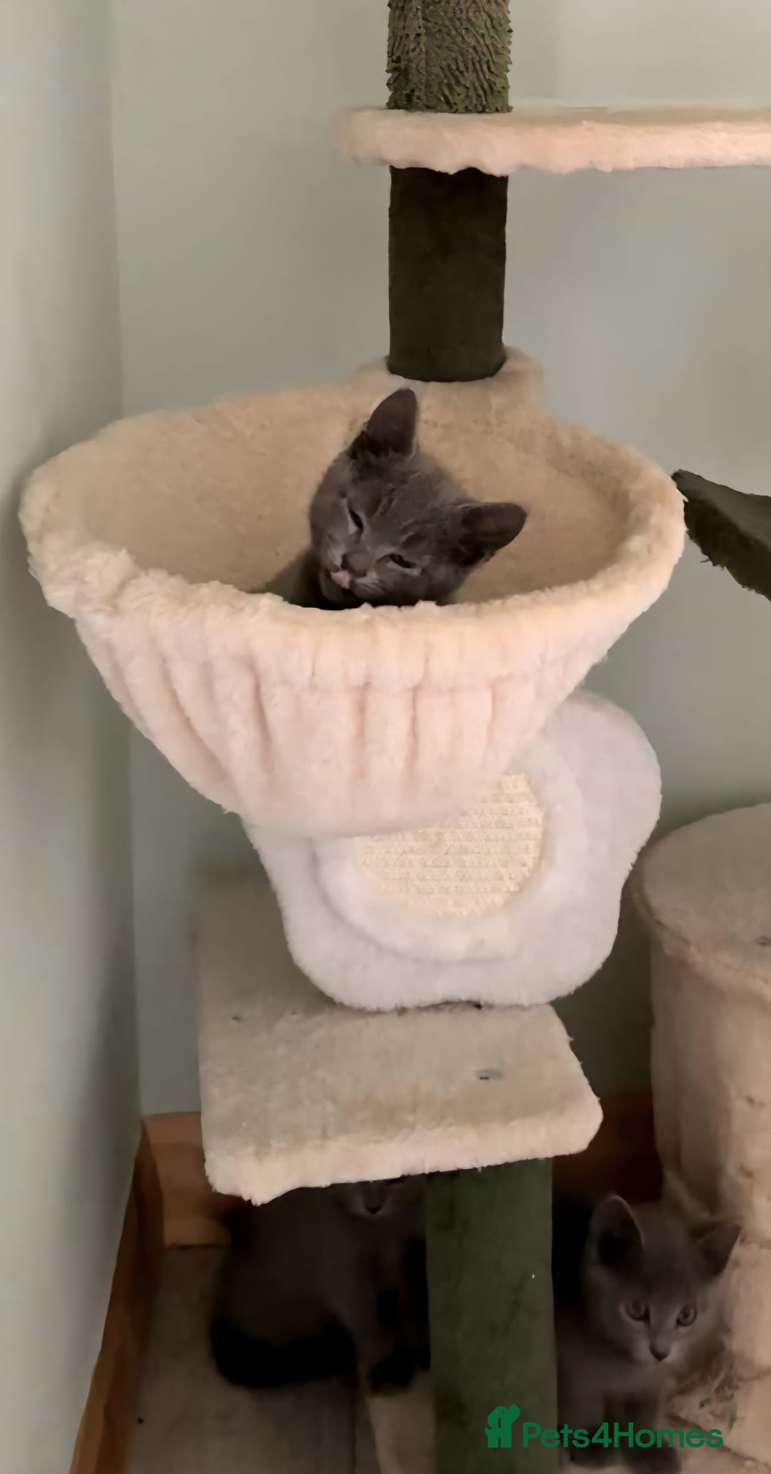 Russian Blue cats for sale: Beautiful full Russian blue kittens  - Image 2