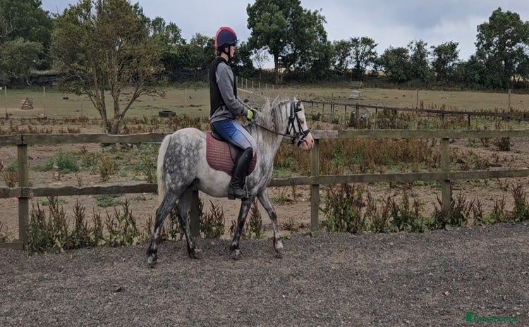 Welsh Section A horses - Advert 15