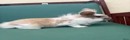 Mini Lop rabbits for sale: Minilop baby bunnies - Advert 12