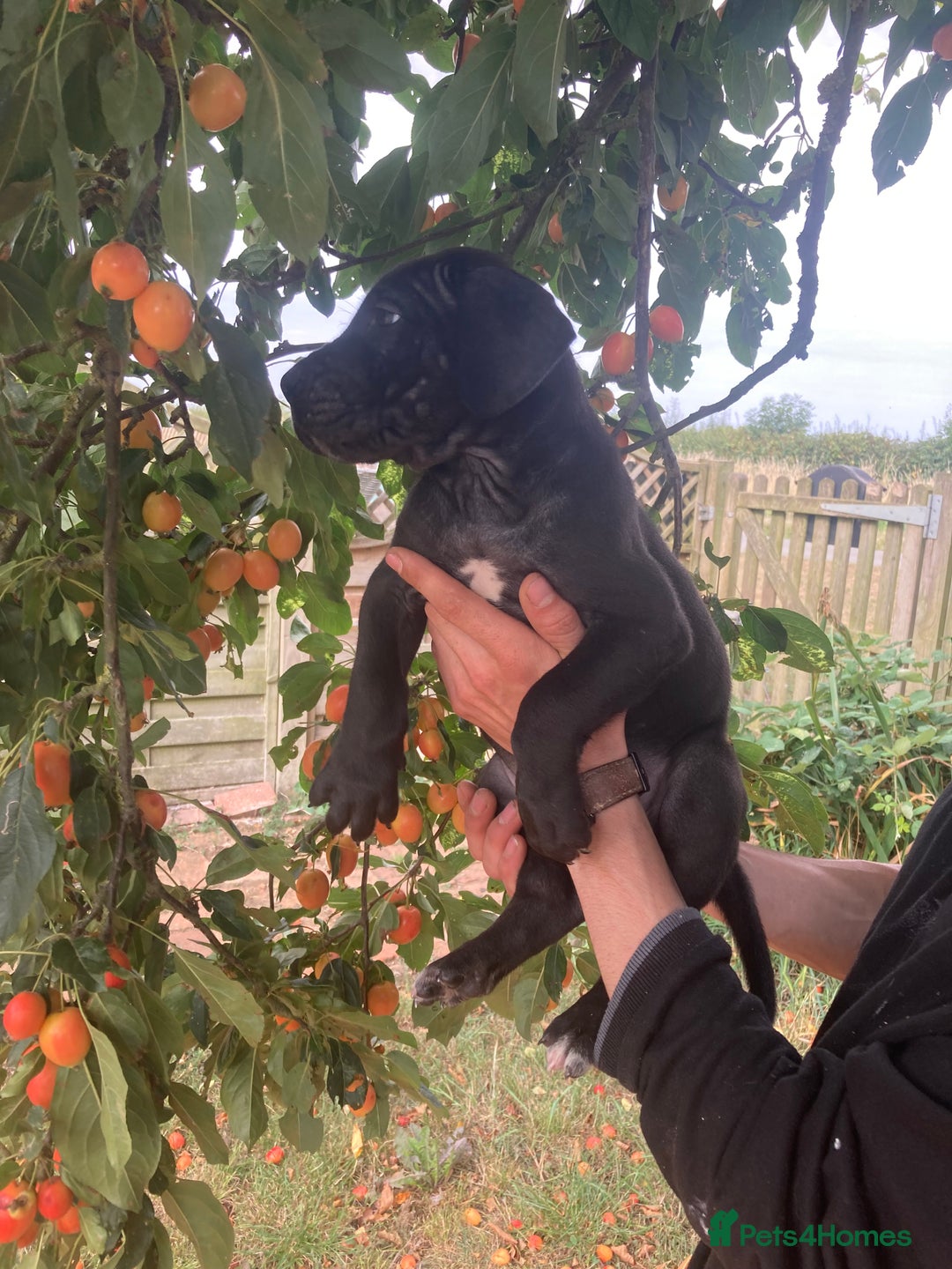 Great Dane dogs for sale: Beautiful Great Dane pups - Image 28
