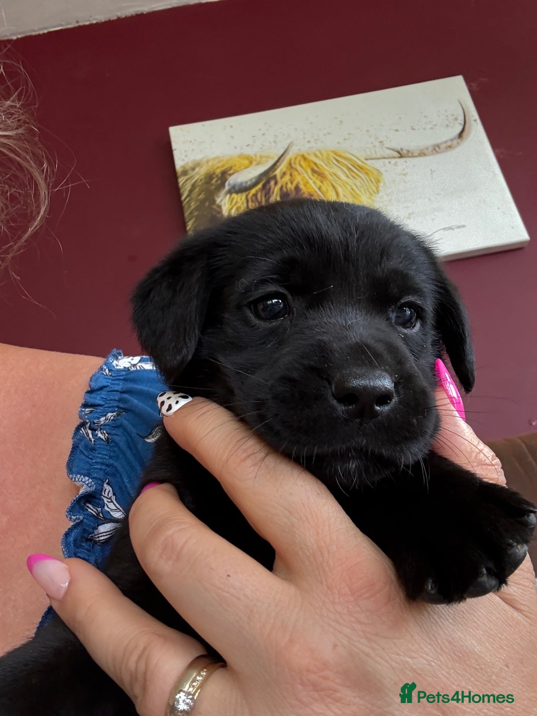 Labrador Retriever dogs for sale: Beautiful Labrador pups  - Image 20