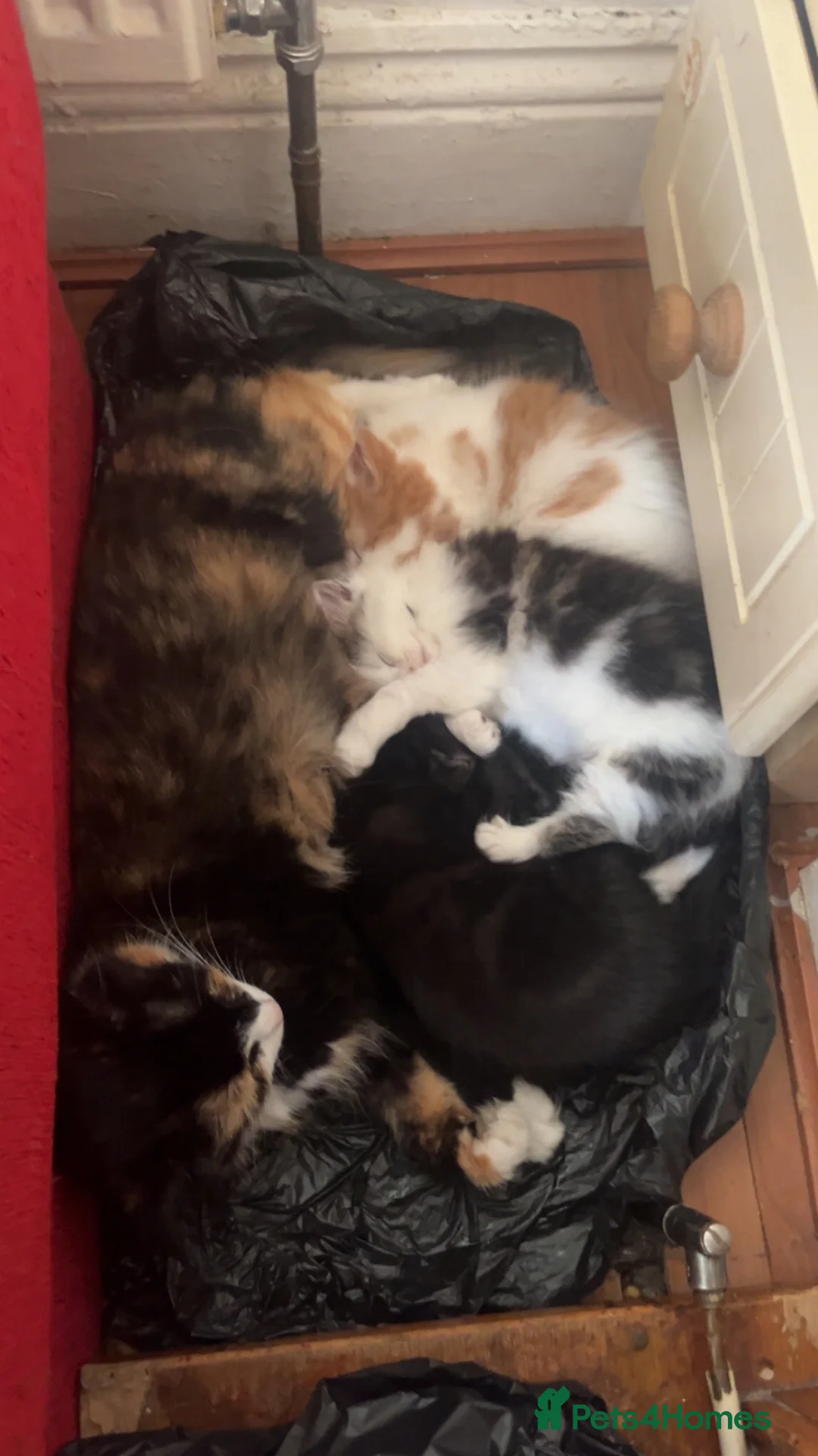 Bengal cats for sale: exotic grey leopard bengal mix kitten - Advert 3