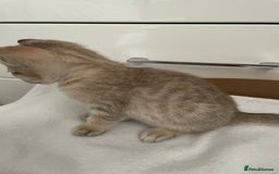 Tonkinese cats for sale: GCCF Registered Tonkinese Kittens - Image 13