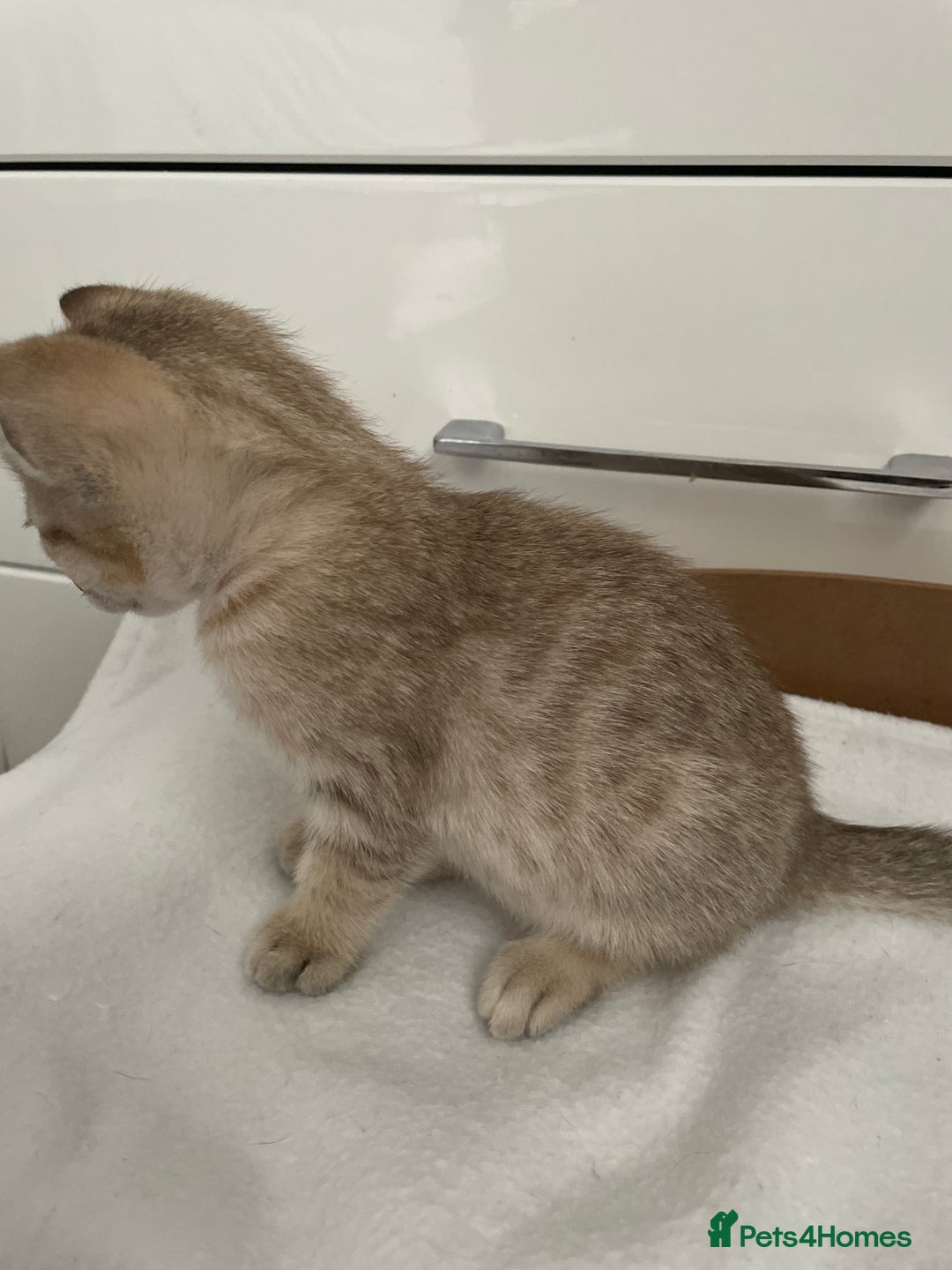 Tonkinese cats for sale: GCCF Registered Tonkinese Kittens - Image 13