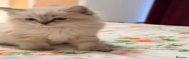 Mimi