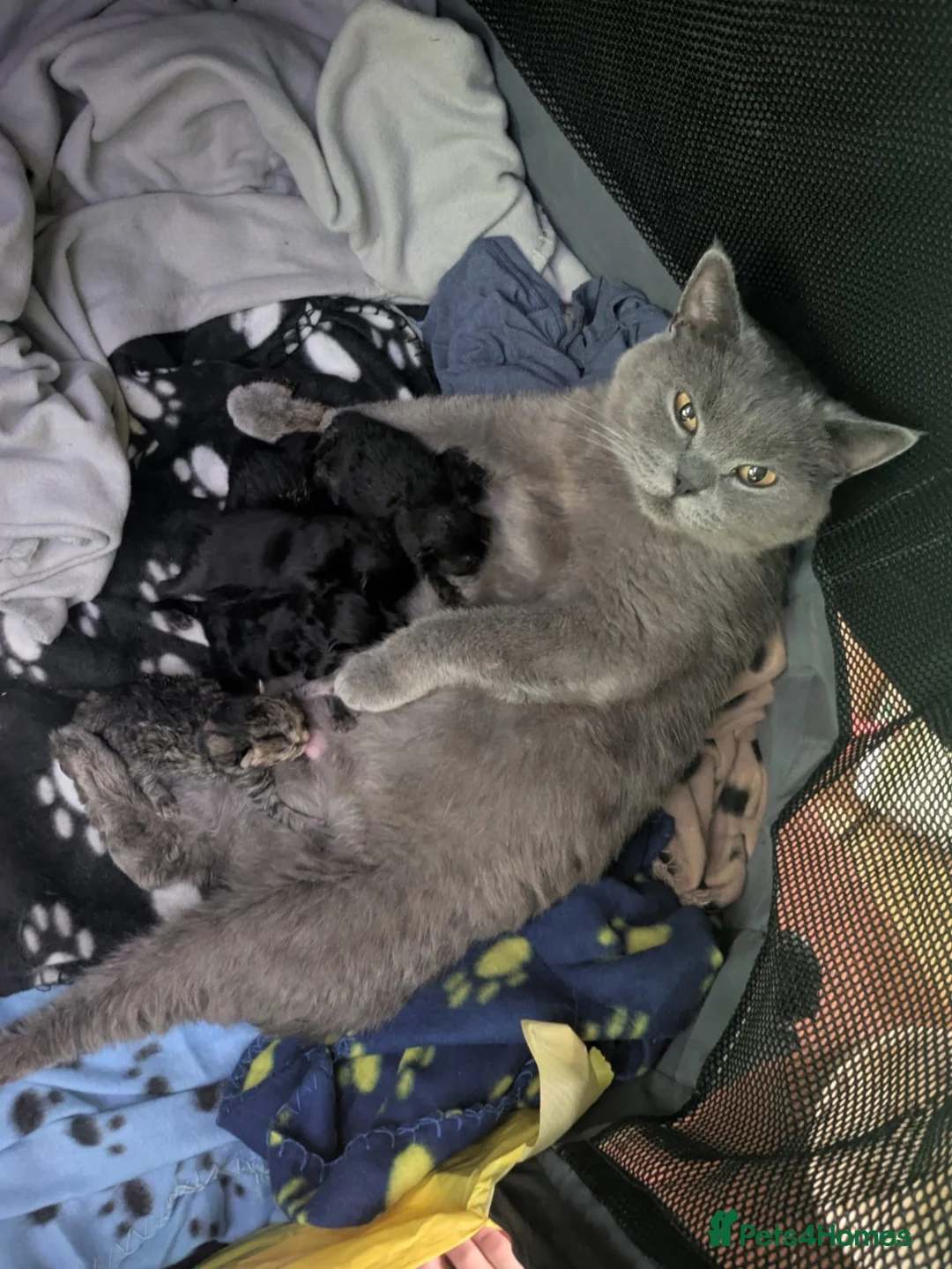 Mixed Breed cats for sale: 3 kittens for sale - Advert 11