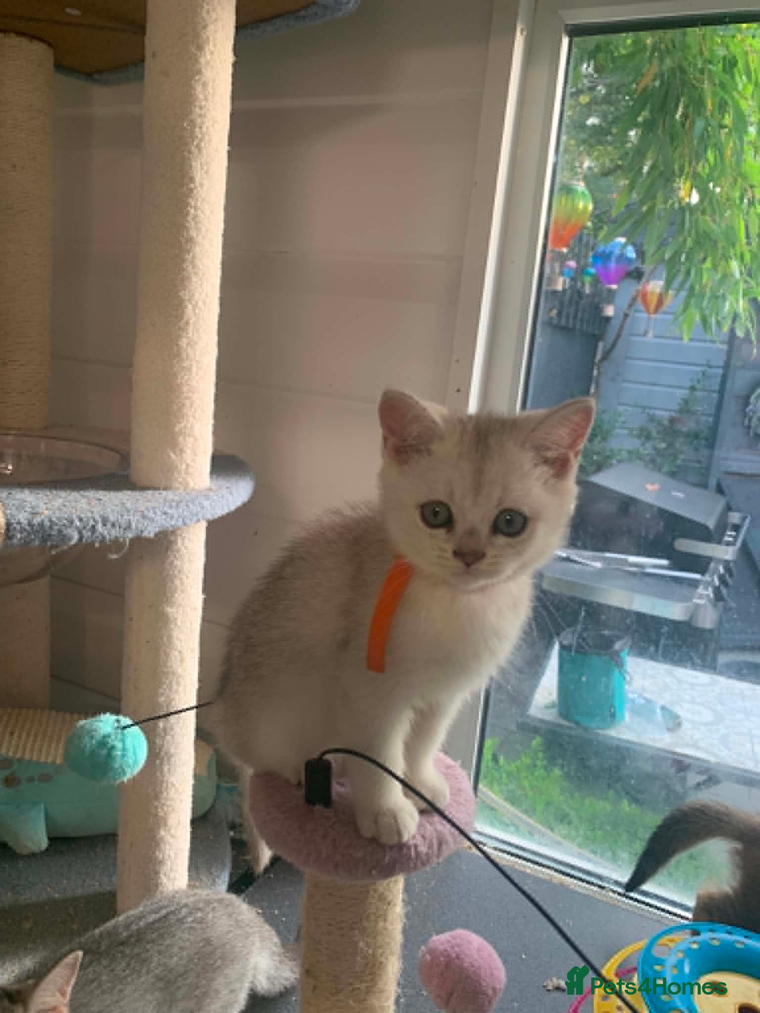 British Shorthair cats BSH Stunning rare Shaded 11 Weeks Old  - Advert 2
