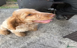 Cocker Spaniel dogs for sale: Show cocker spaniels in Doncaster - Image 25