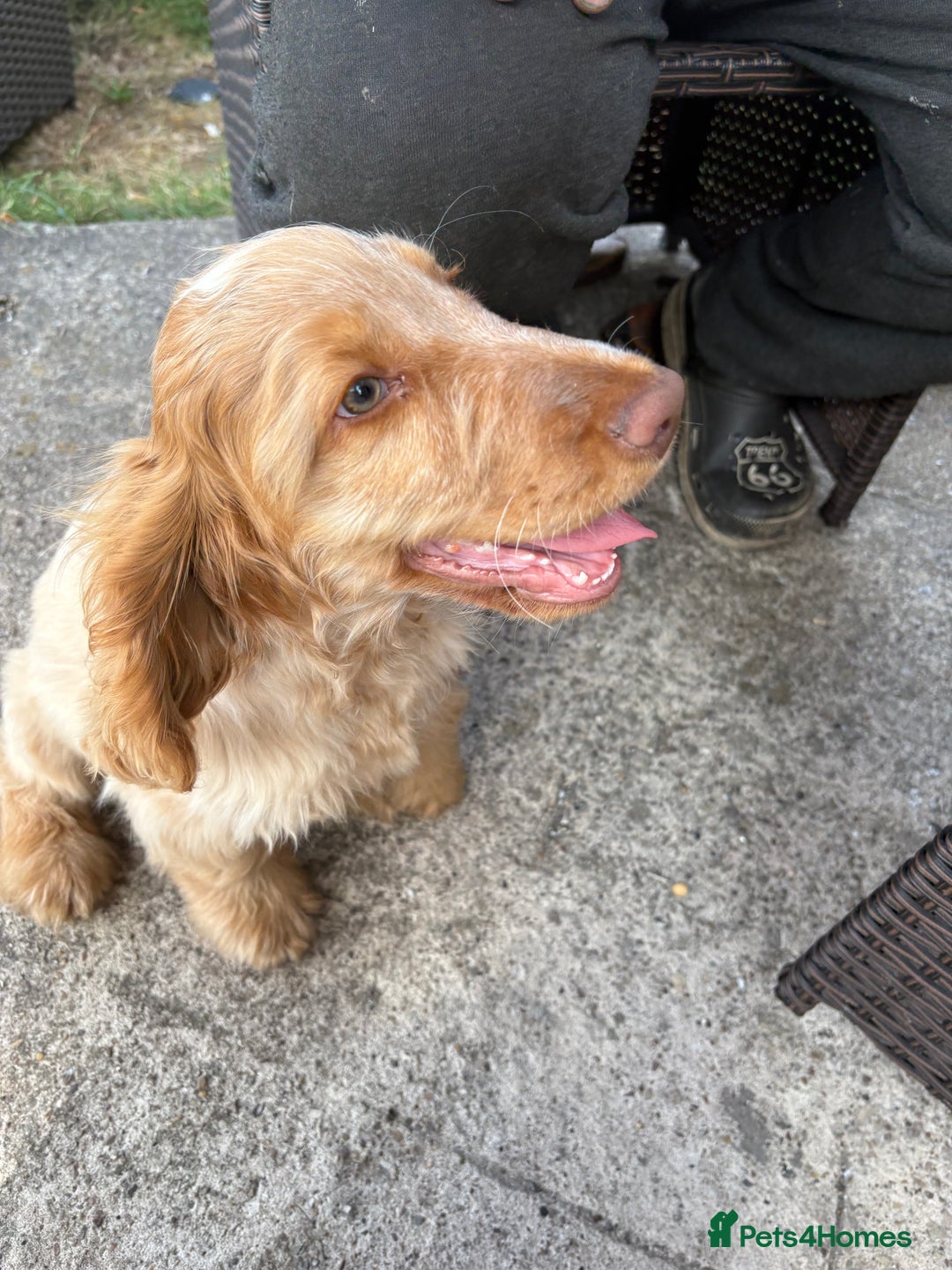 Cocker Spaniel dogs for sale: Show cocker spaniels in Doncaster - Image 25