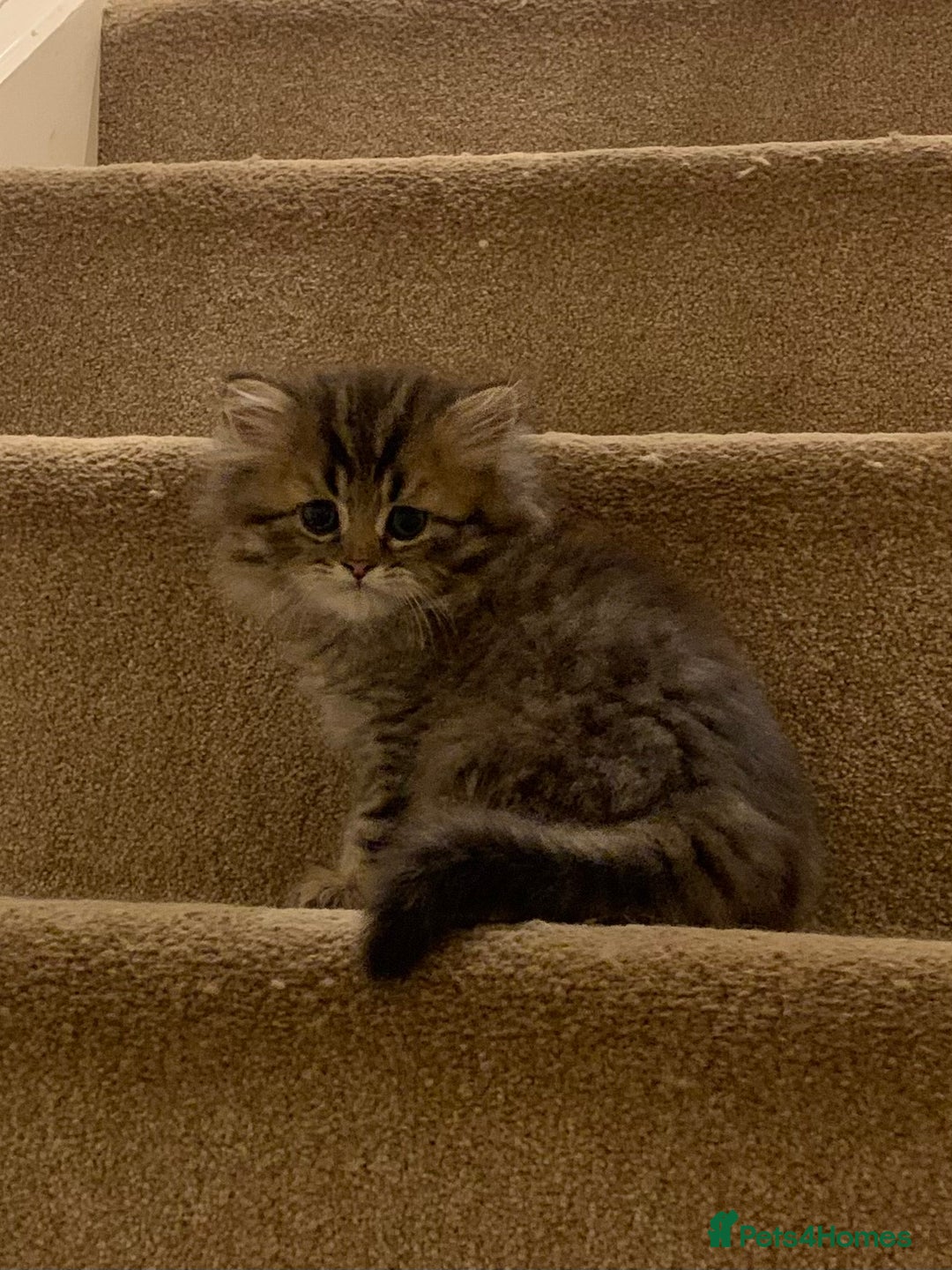 Persian cats for sale: 2 beautiful Persian kittens available from today  - Image 7