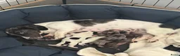 Miniature Dachshund dogs for sale: Miniature Dachshunds  in Liverpool - Advert 1