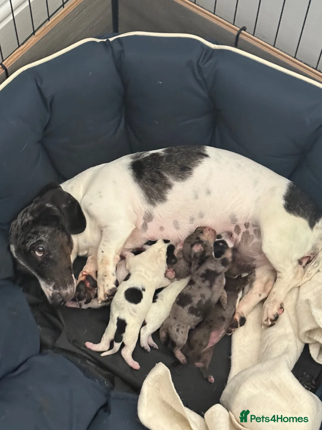 Miniature Dachshund dogs for sale: Miniature Dachshunds  in Liverpool - Advert 1