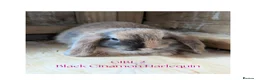 Mini Lop rabbits for sale: Gorgeous Harlequin Mini-Lops in Newport - Advert 6