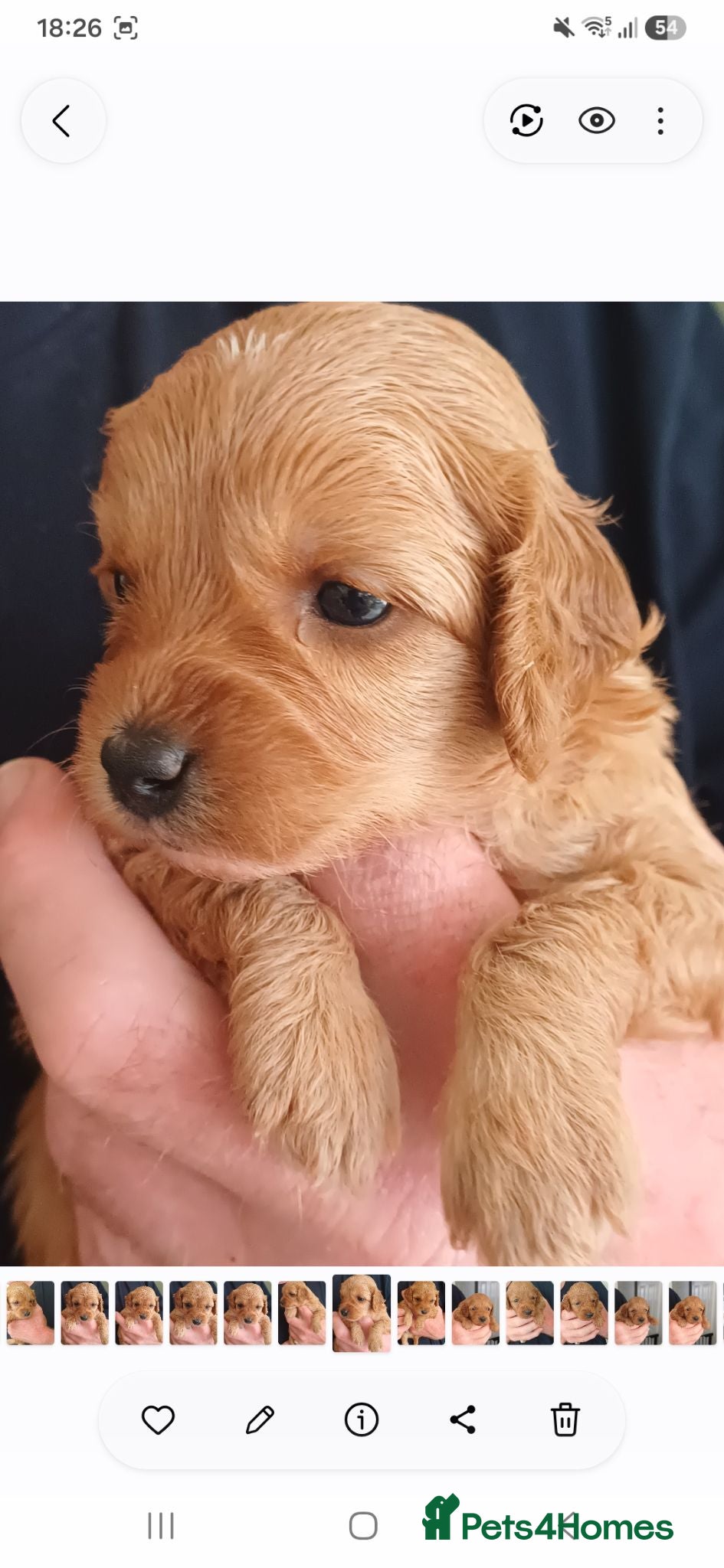 Cavapoo dogs HEALTH-TESTED CAVAPOO ETHICAL RESPONSIBLE BREEDING - Advert 1