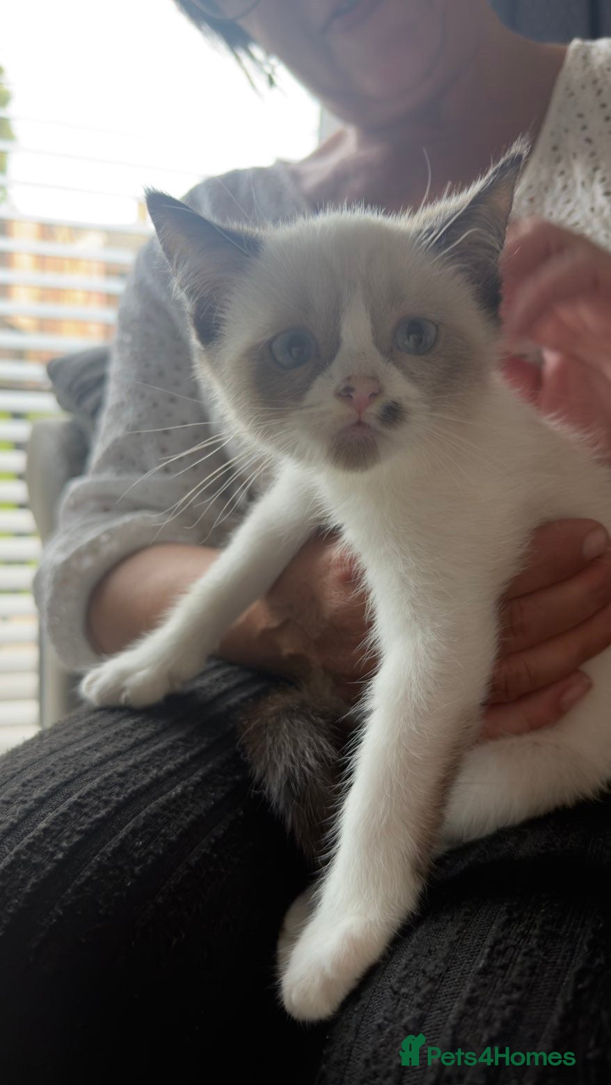 Exotic cats Ragdoll Kitten  - Advert 1