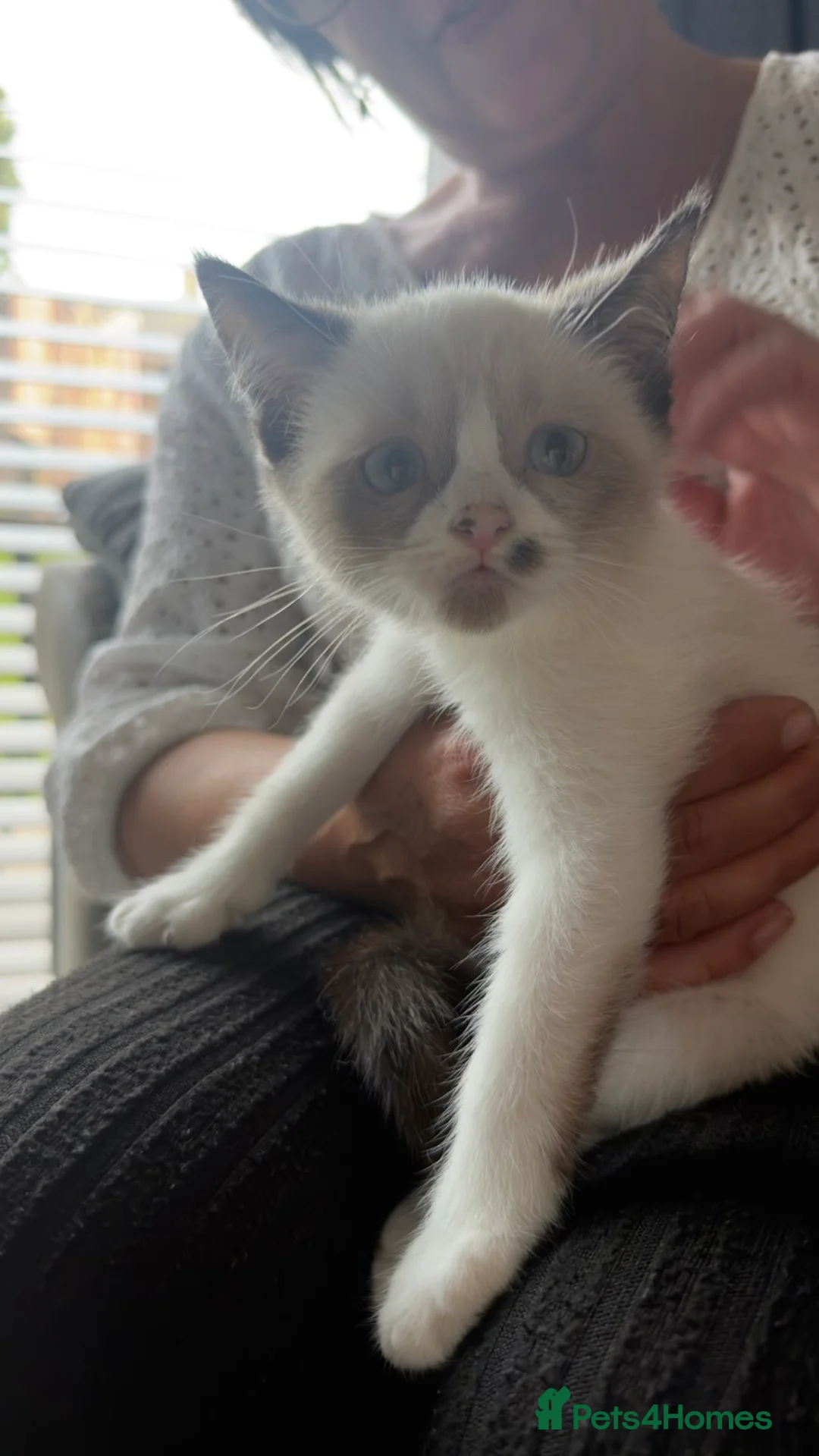 Exotic cats for sale: Ragdoll Kitten  - Advert 1