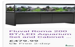 Catfish fish for sale: Fluval fish tank for sale and some fish - Image 2