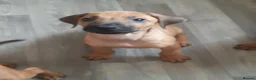 Rhodesian Ridgeback dogs for sale: 🦁RHODESIAN RIDGEBACKS PUPPIES🦁  - Advert 7